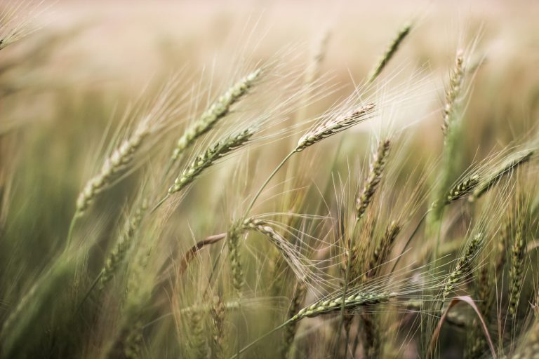Wheat field at summer time  close-up.