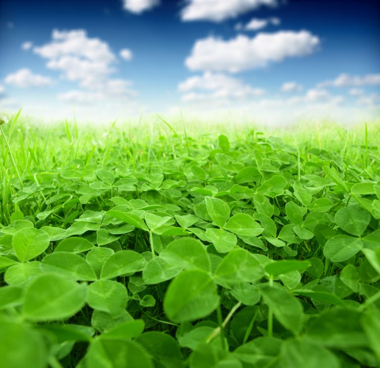 Picture of green clover field