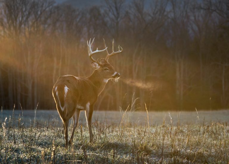 A buck standing in the warm morning sun on a cold morning